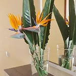 Strelitzias *