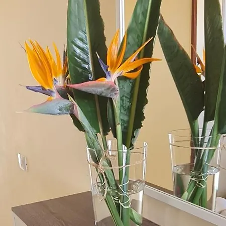 Strelitzias *